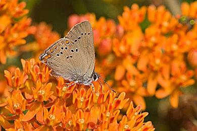 日本电影《阴阳师0》确认引进 年内上映