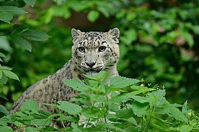 独立恐怖游戏《Scarlet Lake》介绍武器设计和创作灵感